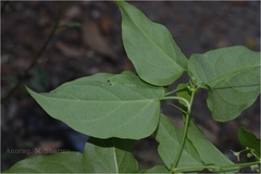 Tylophora pauciflora